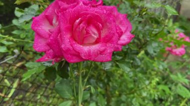 Dal üzerinde çiğ taneleriyle kaplı pembe gül çiçekleri.