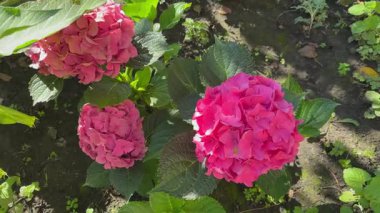 Pembe büyük yapraklı ortanca çalısı, üst manzara.