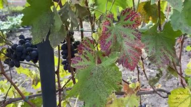 Sonbahar günü üzüm bağında mavi üzüm demetleri