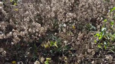 Lunaria Annua 'nın bitkileri kuru tohumlarla doludur.