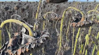Olgun ayçiçeği başları yakın çekim gökyüzüne karşı tarlada