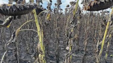 Güneşli bir günde gökyüzünde olgunlaşmış ayçiçekleri