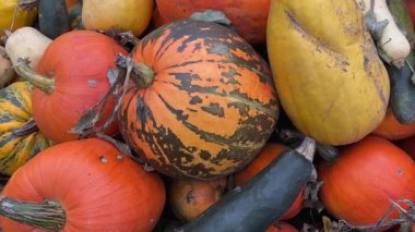 Çiftlikte toplanan çok renkli balkabağı yığını. Kapalı kapılar.