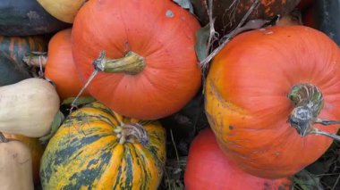 Çiftlikteki çiftlikte çok renkli kabaklar hasat edildi. Yakın plan.