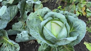 Beyaz lahana kafaları tarlada çeşitlilik gösteriyor.