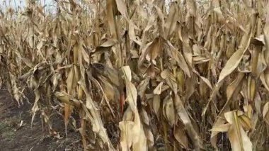 Bulutlu bir günde Olgun mısır tarlasının kenarında