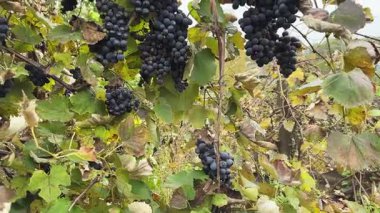 Üzüm bağında üzüm üzümleri var.