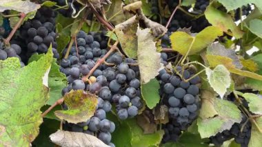 Üzüm bağında asma üzümlü teknik çeşitlilik