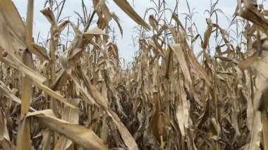 Bulutlu bir günde olgunlaşmış mısır tarlaları