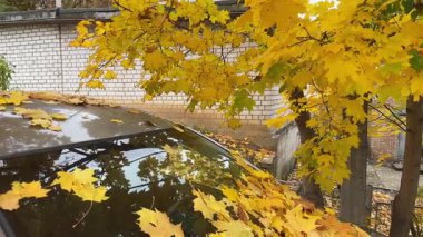 Düşen akçaağaç yaprakları arabanın kaputunda, ön camında ve çatısında