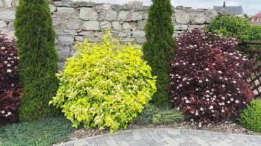 Koyu kırmızı ve açık yeşil yapraklı süslü çalılar.