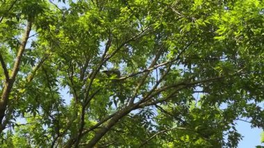 Yazın ağaç dalları arasında güvercin