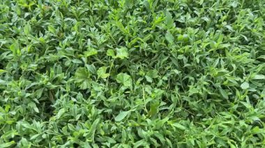 Bulutlu bir sabahta çayırdaki çiğ taneleriyle kaplıydı.