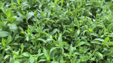 Bulutlu bir sabahta çayırdaki çiğ taneleriyle kaplıydı.