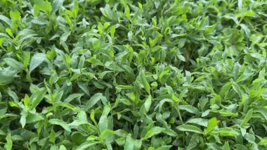 Knotgrass bulutlu havada çayırda sabah çiğ ile kaplıdır.