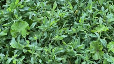 Bir çayırda sabah çiğ tanesiyle kaplanmış düğümotu, üst manzara