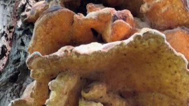 Eski bir söğüt gövdesine yakın çekim sülfür poliporları