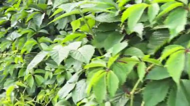 Yeşil yapraklı yeşil üzümler çitlerde büyüyor.