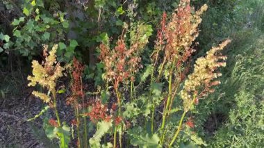 Güneşli bir günde tohumlu Ermeni rıhtımı çalılığı