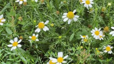 Çiçek açan papatyalar yağmur sırasında çayırlarda çiğ ile kaplıdır.