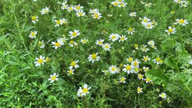 Çiçek açan papatyalar yağmur sırasında çayırlarda çiğ ile kaplıdır.