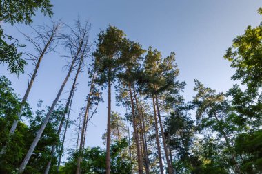 Ormandaki yüksek kuru ve canlı çamların gövdeleri ve tepeleri diğer ağaçların arasında, güneşli yaz günlerinde açık gökyüzüne tepeden tırnağa bakıyorlar.