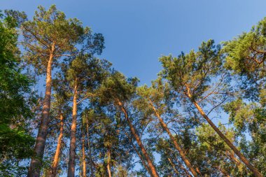 Yazın güneşli bir günde, bir ormanda eski yüksek çamların gövdeleri ve tepeleri, açık gökyüzüne karşı tepeden tırnağa manzara.