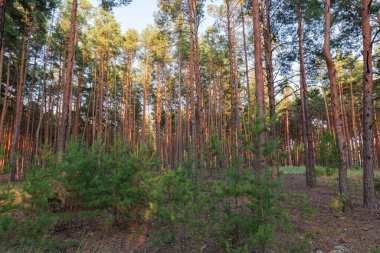 Yüksek çam ağaçlarından oluşan ormanın bir kısmı ve güneşli yaz akşamlarında ön planda genç çam ağaçlarının altında.