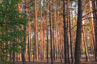 Yazın güneşli akşamlarda ormanın yüksek çam ağaçları