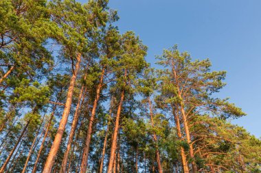 Yazın gün batımında, açık gökyüzüne karşı, bir ormanın üst dalları ve yüksek çam ağaçlarının tepeleri.