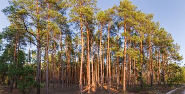 Yazın güneşli akşamlarda güneşli ve ince çamlarla kaplı orman kenarı, panoramik manzara.