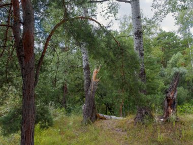 Yazın bulutlu bir günde, ormanın yamaçlarında vadiden düşen bir kavak ve çam ağacı.