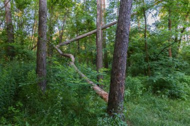 Kurumuş ağaç gövdeleri ile ormanın bir bölümü yazın güneşli ve gölgeli bir günde çalılıkların arasında.