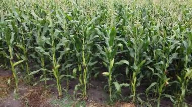 Bulutlu bir günde olgunlaşmış mısır tarlasının kenarında