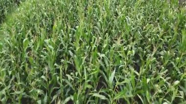 Bulutlu bir günde tarlada olgunlaşmış mısır, hava manzarası
