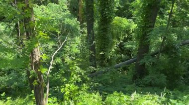 Çam gövdeleri diğer ağaçların arasında tırmanma bitkileriyle kaplandı.