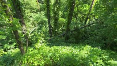 Çam gövdeleri diğer ağaçların arasında tırmanma bitkileriyle kaplandı.