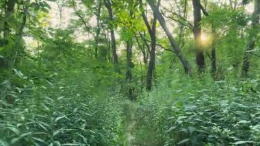 Ormandaki patika, uzun ısırgan otlarının arasında.