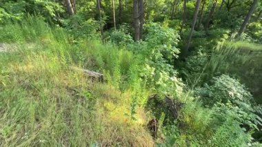 Çam ormanının ön planında vadi olan tepe kısmı.