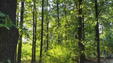 Yazın güneşli akşamlarda parkta yüksek ak meşe ağaçları