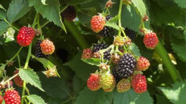 Olgun ve olgunlaşmamış böğürtlenlerle işlenmiş böğürtlen dalları