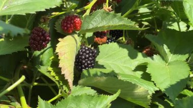 Olgun ve olgunlaşmamış böğürtlen dallarda ekilmiş böğürtlen