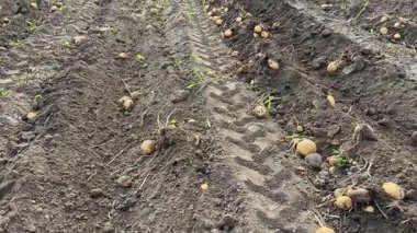 Toprakta taze kazılmış patates kütükleri olan bir tarla.