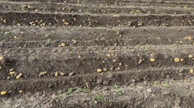 Toprakta taze kazılmış patates kütükleri olan bir tarla.
