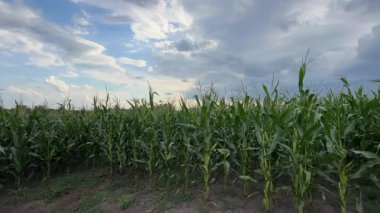 Bulutlu bir akşamda olgunlaşmış mısır tarlasının kenarında