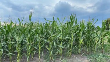 Bulutlu bir akşamda olgunlaşmış mısır tarlasının kenarında