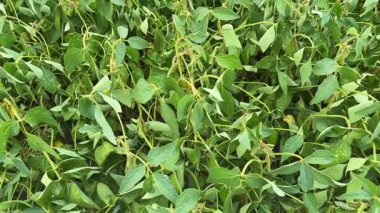 Bulutlu bir günde, bir tarlada olgunlaşmamış soya fasulyesi.