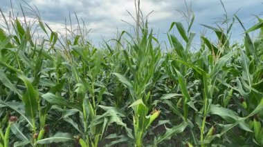 Bulutlu bir günde olgunlaşmış mısır tarlasının kenarında