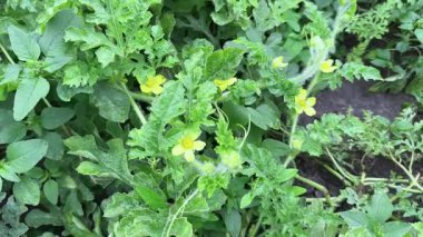 Çayırda sarı çiçekli karpuz gövdeleri.