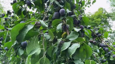 Bulutlu bir günde meyve bahçesinde sallanan dallarda olgun erikler.